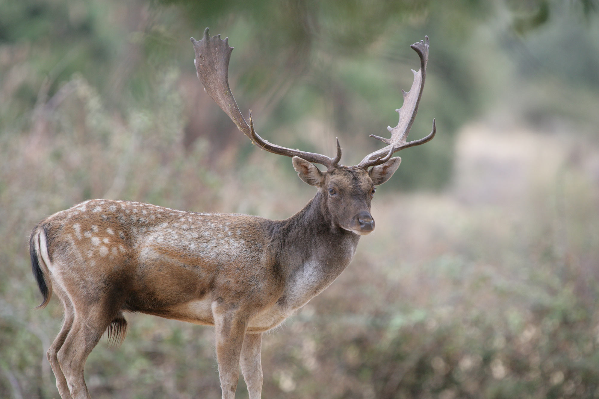 Monterías in Portugal 1